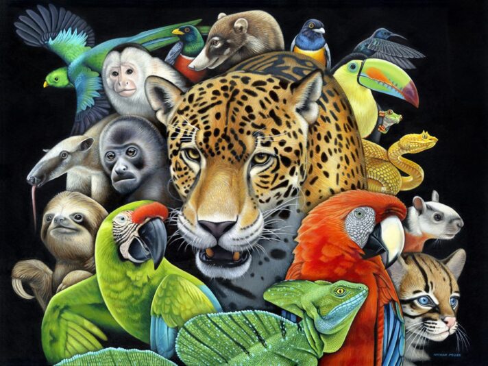 Circle of Life - Costa Rican Art by Nathan Miller