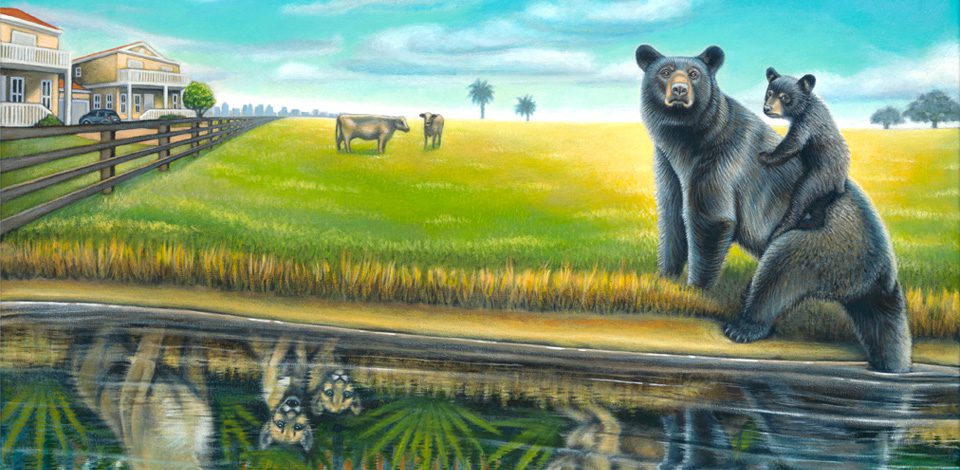 Save the Florida Black Bear