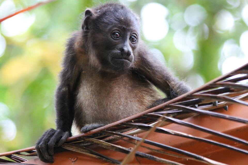 Howler Monkey Baby