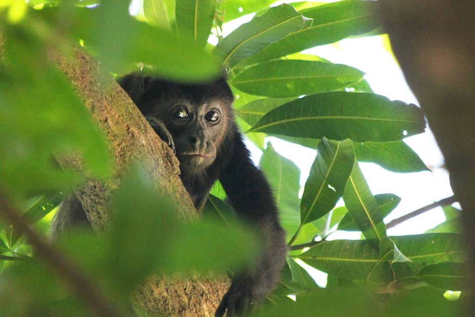 Howler Monkey