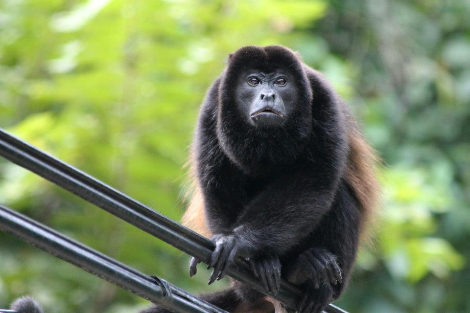 Howler Monkey