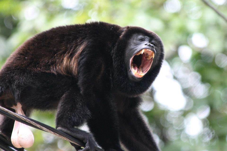 Howler Monkey Howling