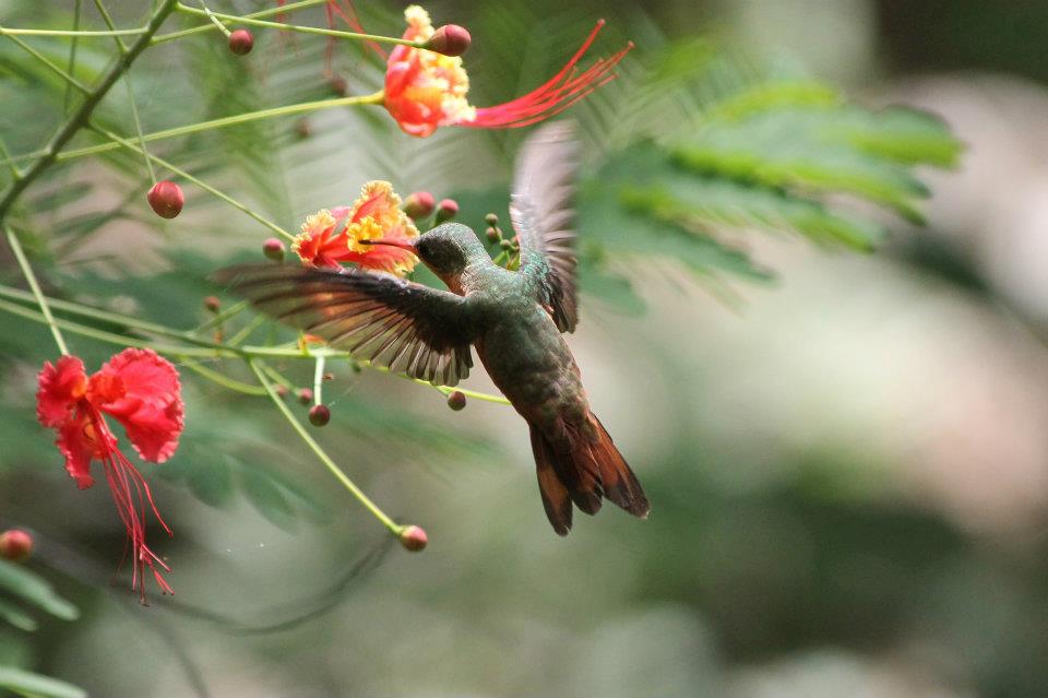 Hummingbird