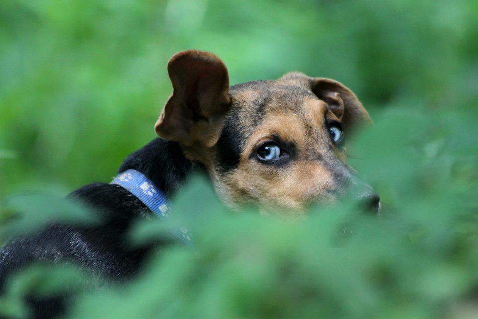 Dog in the Jungle