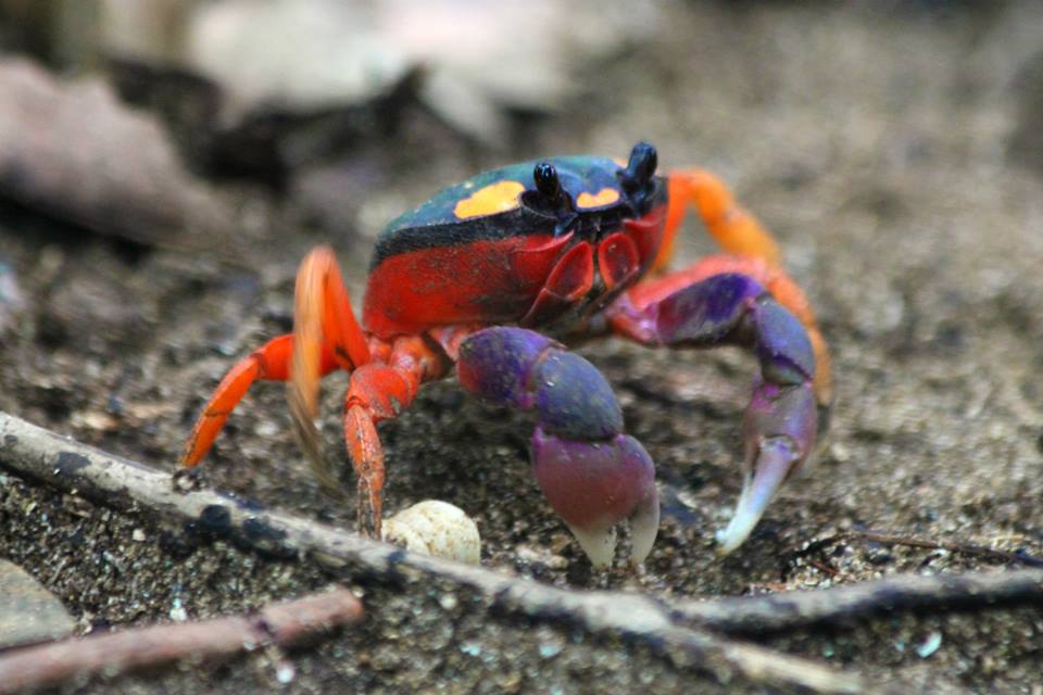 Mouthless Crab